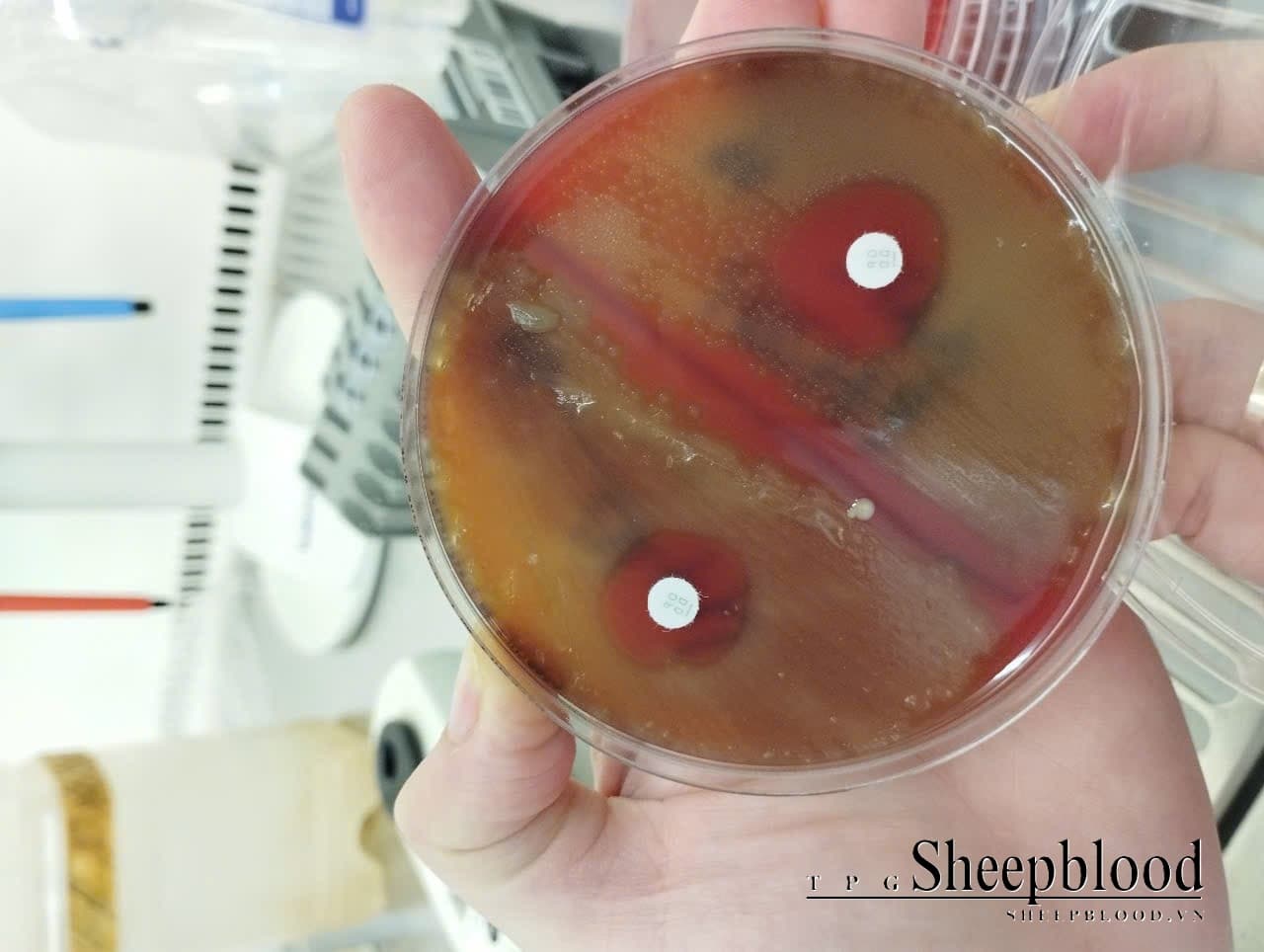 Columbia Agar +5% Sheep Blood - 1