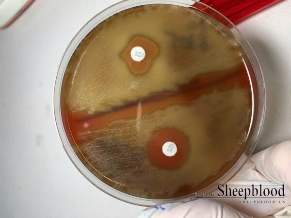 Mueller Hinton Agar + 5% Sheep Blood - Hình ảnh 3